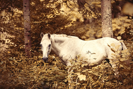 Horse in the forest. Photo in old color image style.の写真素材
