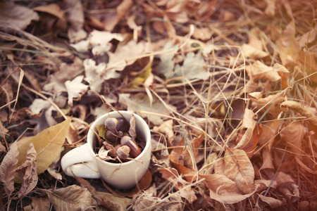 Cup with acorns on the groundの写真素材