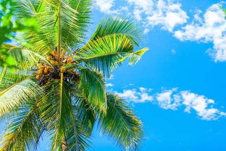 Palm tree and sky on background
