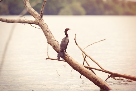 Black heron sitting on a branch over the river Bentota, Sri Lankaの写真素材