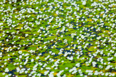 Beautiful camomile on the water in parkの写真素材