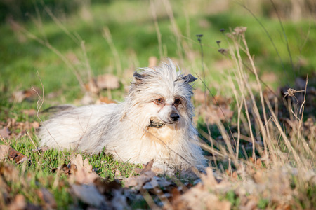 photo of the cute dog walking in the parkの写真素材