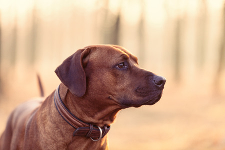 photo of the cute dog walking in the parkの写真素材