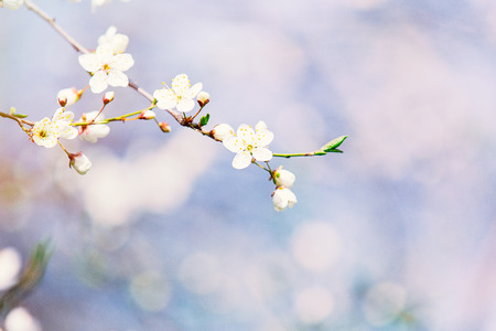 photo of the blooming cherry branch