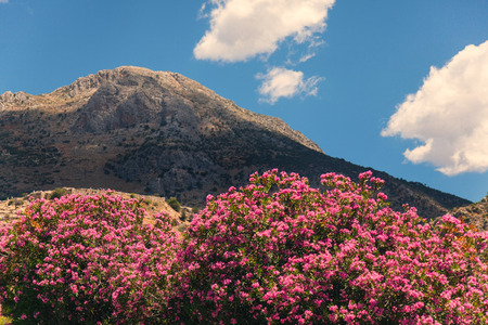 photo of the beautiful tree and mountain in Greeceの写真素材