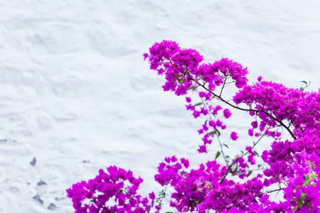 photo of the blooming plant in Greeceの写真素材