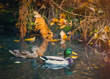 Photo of two wild ducks in the riverの写真素材