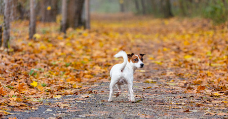 Young Jack Russell Terrier dog in the autumn parkの写真素材