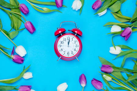 beautiful red alarm clock and tender white and purple tulips lying on the wonderful blue backgroundの写真素材