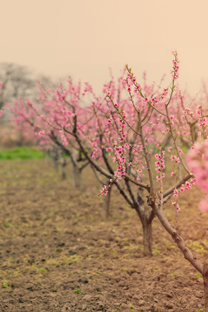 photo of beautiful blooming trees with wonderful small pink flowers in springの写真素材