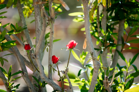photo of cute red blooming roses on the trees branches nature backgroundの写真素材