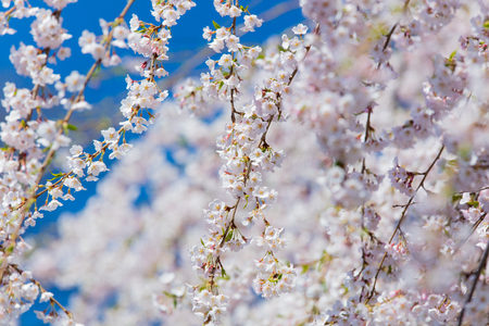 photo of beautiful blooming tree on the wonderful clear sky backgroundの写真素材