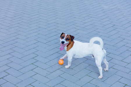 Young smooth-coated Jack Russell Terrier dog playing with a ballの写真素材