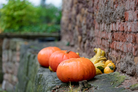 Group of pumpkins near brick wall in village at countrysideの写真素材
