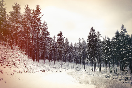 Wild wood in snow in south of Polandの写真素材