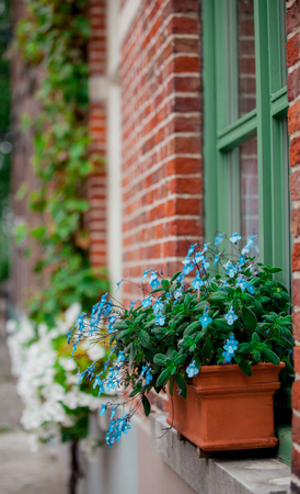 Springtime flowers in pot on window sill in Netherlands の写真素材