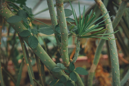 Close-up view at succulent in summertime season.の写真素材