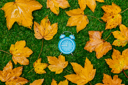 Golden autumn maple leaves and little alarm clock on green grass. Above viewの写真素材