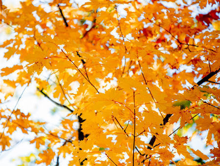 Closeup view on yellow leaves in autumn season park.