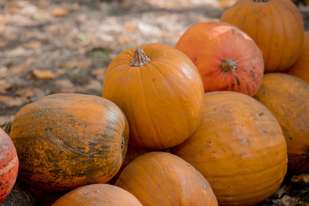 Group of a yellow pumpkins on a ground. Autumn season images in natural colorsの写真素材