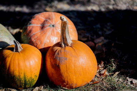 Group of a yellow pumpkins on a ground. Autumn season images in natural colorsの写真素材
