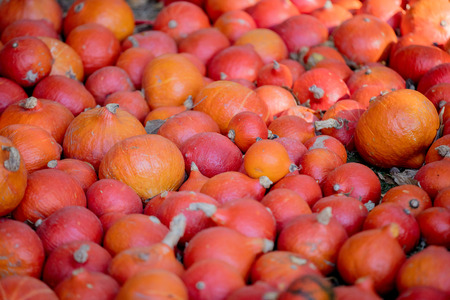 Many red pumpkins on a ground, Side view. Autumn season harvestの写真素材