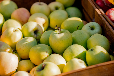 Green apples in a drawer. Side view. Autumn season time