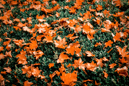 orange maple leaves on green bush. Autumn season time. Image with filterの写真素材