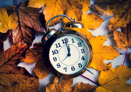Vintage alarm clock on autumn maple leavesの写真素材