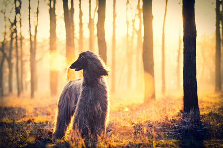 Photo of the cute dog walking in the parkの写真素材