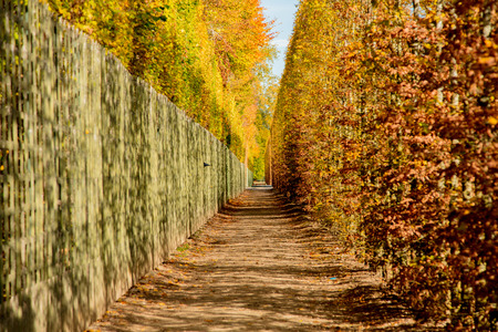 VIew at tree alley in Versailles park in autumn season timeの写真素材