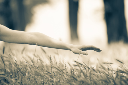 Female holding a hand over grass spikes at countrysideの写真素材