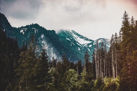 Fog in the fir forest in autumn or spring time in Tatry National Park, Polandの写真素材