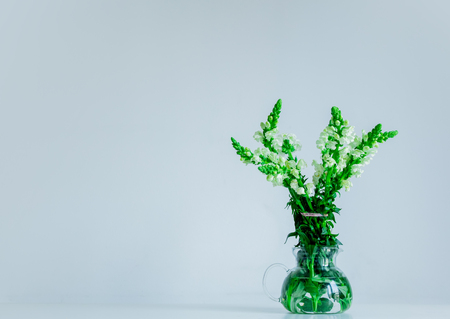 White Matthiola flower in a glass teapot on gray background.の写真素材
