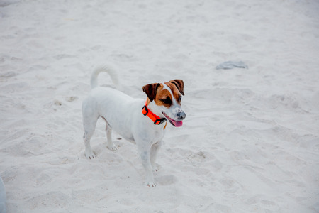 Happy jack russell terrier on sand in summer time. Side view