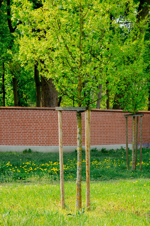 tree holder with ties, which allows to grow a tree exactly upの写真素材