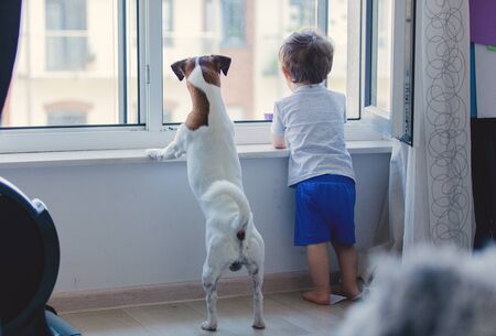 Little boy and dog look out the windowの写真素材
