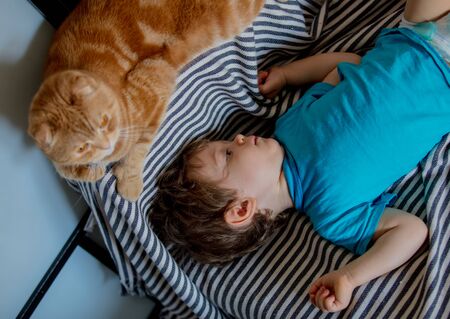 Little toddler boy play with a Scottish fold cat in homeの写真素材