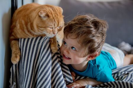 Little toddler boy play with a Scottish fold cat in homeの写真素材