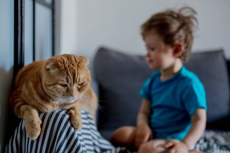 Little toddler boy play with a Scottish fold cat in homeの写真素材