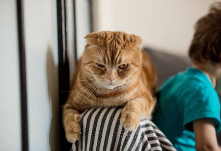 angry Scottish fold cat after playing with a toddler boyの写真素材