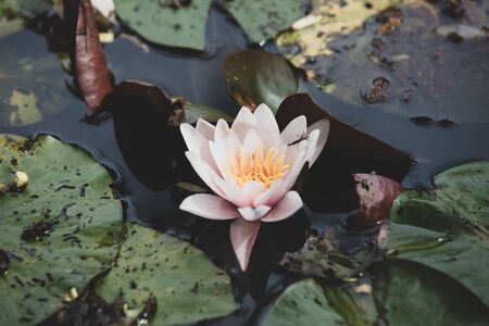 Pink flower of water lilies in summer timeの写真素材