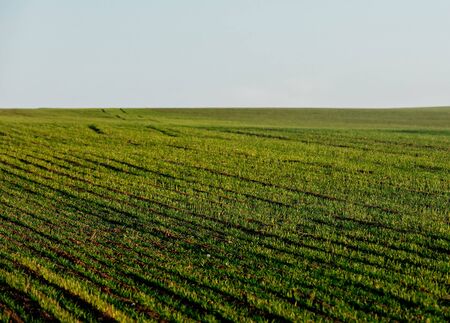 view on rows of wheat seedlings in Decemberの写真素材