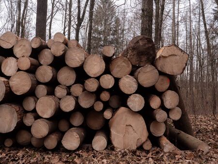 Fresh logs in a forest in winter time