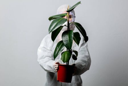 Doctor in protection clothes holds fig treeの写真素材