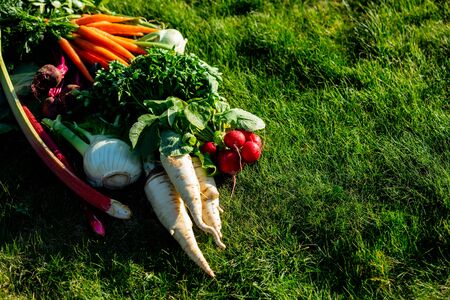 Vegetables on a green grass at countryside の写真素材