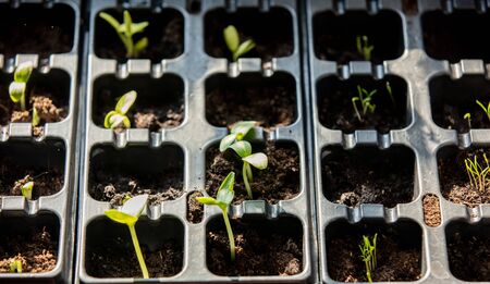 cucumber seedlings in boxes on the windowsill in springの写真素材
