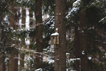 Birdhouse on tree in snow forest in South Poland, Sudetesの写真素材