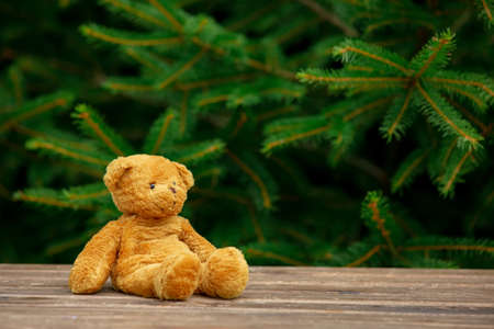 Little teddy bear toy on wooden table with spruce branches on backgroundの写真素材