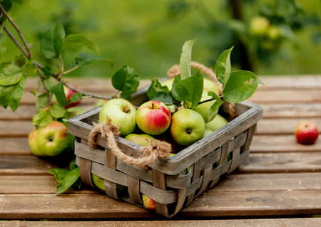 Bio apples in a box and on a table near apple tree in a garden
